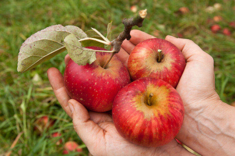 Obstkelterei van Nahmen GmbH & Co. KG