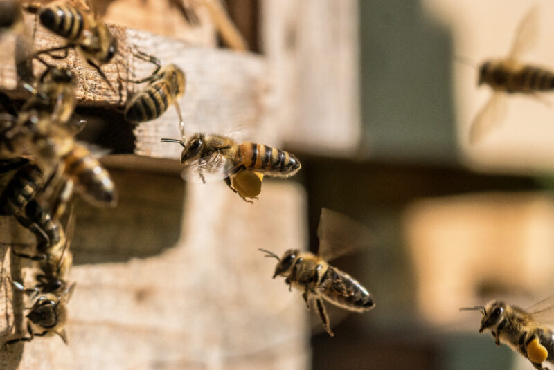 Bienenklänge