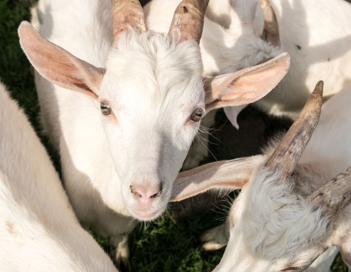 Dingdener Heidemilch – Biohof Groß-Bölting