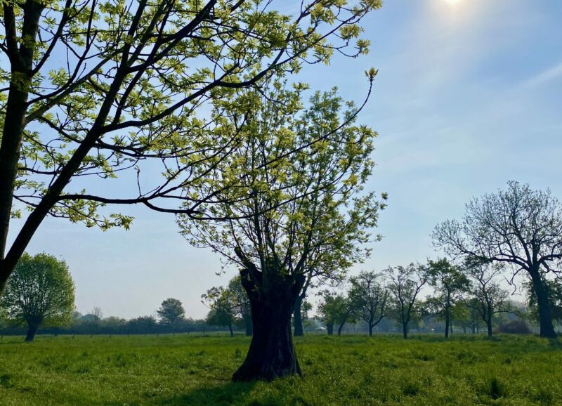 Natur- und Landschafts-Guide – Trientke Hieronimus