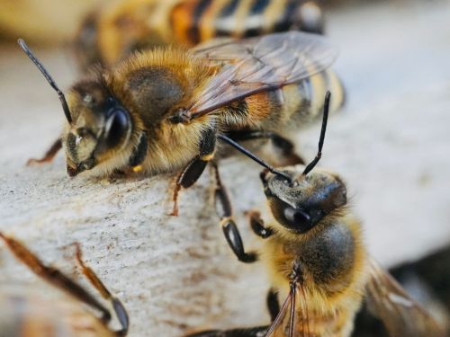 Bienenkönig Niederrhein