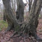 aum im Herbst