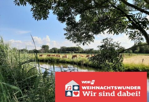 Ein Fluss mit Gräsern am linken Ufer. Am rechten Ufer stehen braune Kühe auf der Weide. Das Logo "WDR 2 Weihnachtswunder Wir sind dabei!" ist unten rechts eingefügt.
