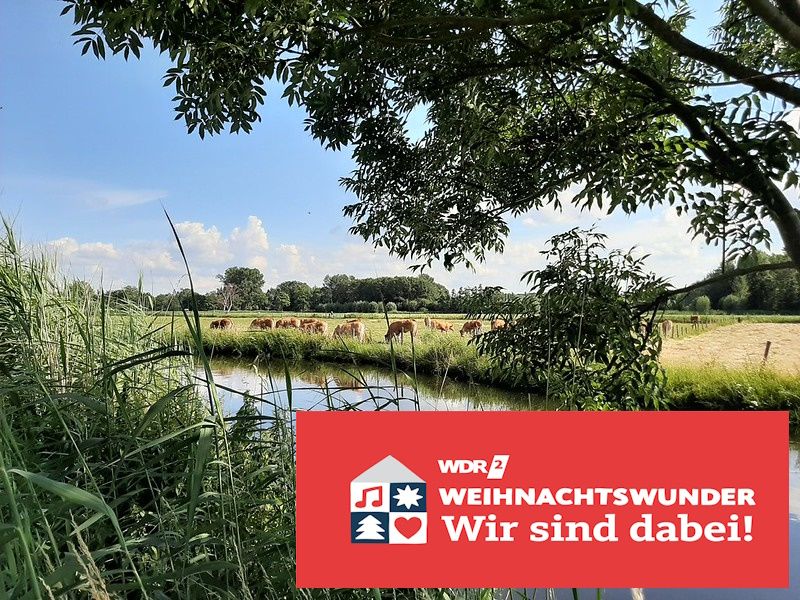 Ein Fluss mit Gräsern am linken Ufer. Am rechten Ufer stehen braune Kühe auf der Weide. Das Logo "WDR 2 Weihnachtswunder Wir sind dabei!" ist unten rechts eingefügt.