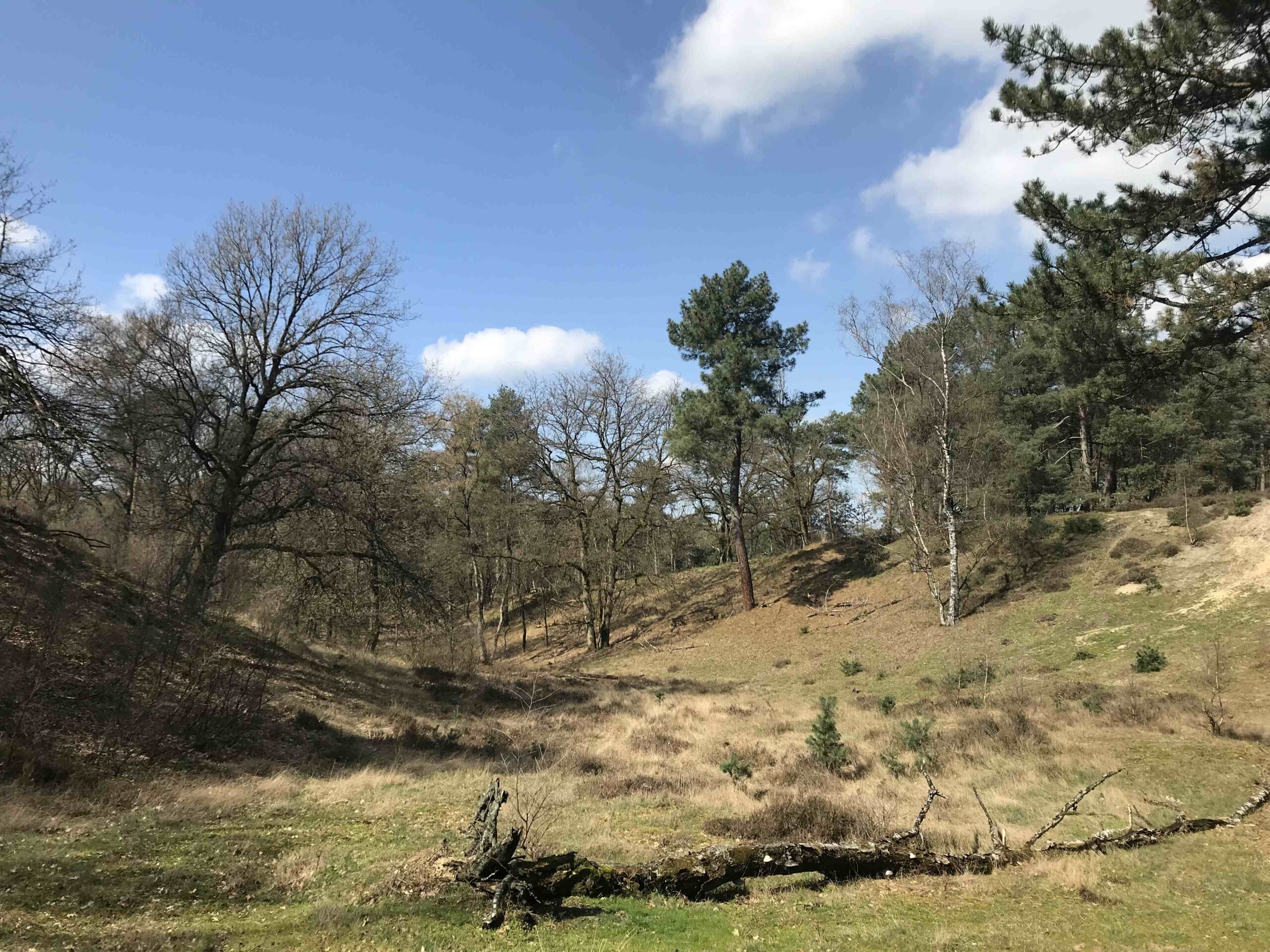 De Hamert - Senke im Wald