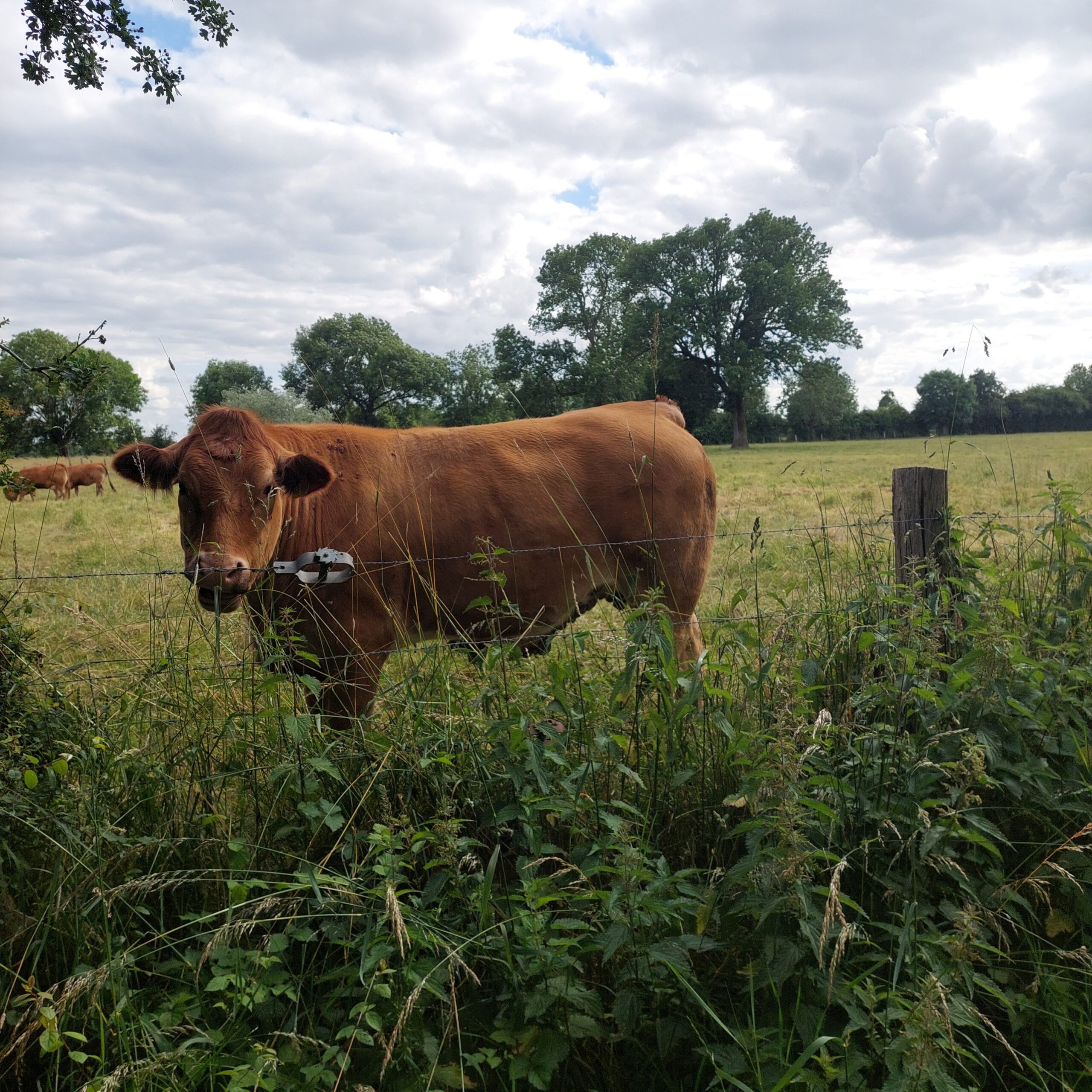 Natur- und Landschafts-Guide Sonja Beetz