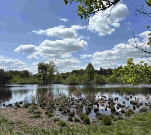 Moor und Seelandschaft im Hintergrund Wald