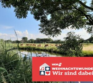 Ein Fluss mit Gräsern am linken Ufer. Am rechten Ufer stehen braune Kühe auf der Weide. Das Logo "WDR 2 Weihnachtswunder Wir sind dabei!" ist unten rechts eingefügt.
